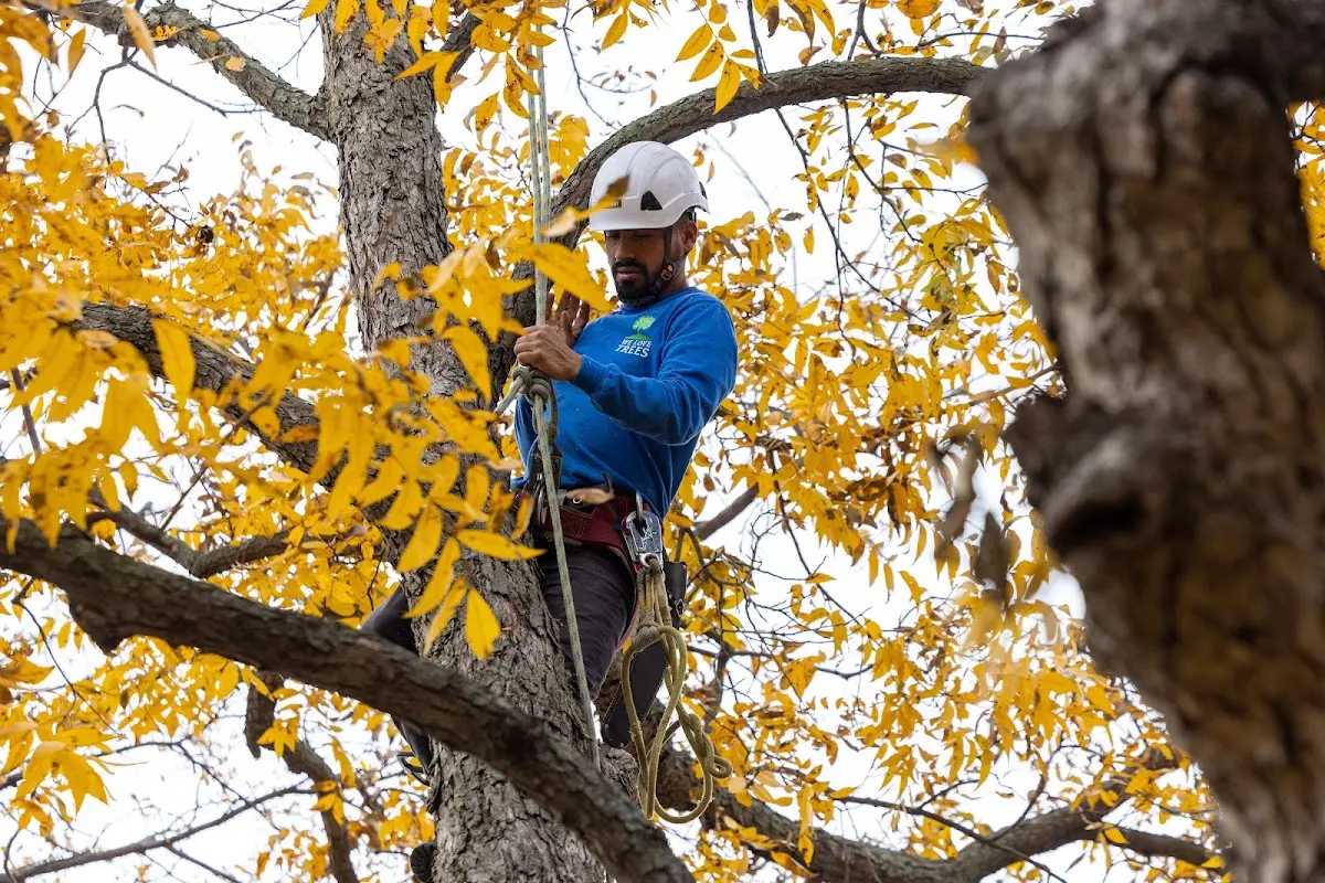Skilled Tree Planting crew working in Hopewell